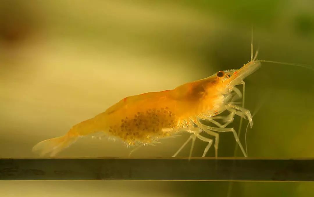 草缸观赏虾品种与养殖,观赏虾哪种在草缸里最好看