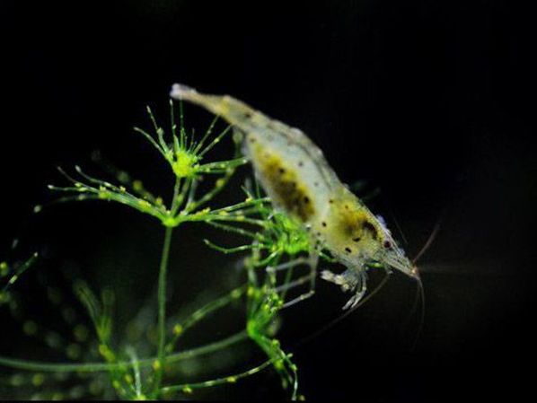 草缸观赏虾品种与养殖,观赏虾哪种在草缸里最好看