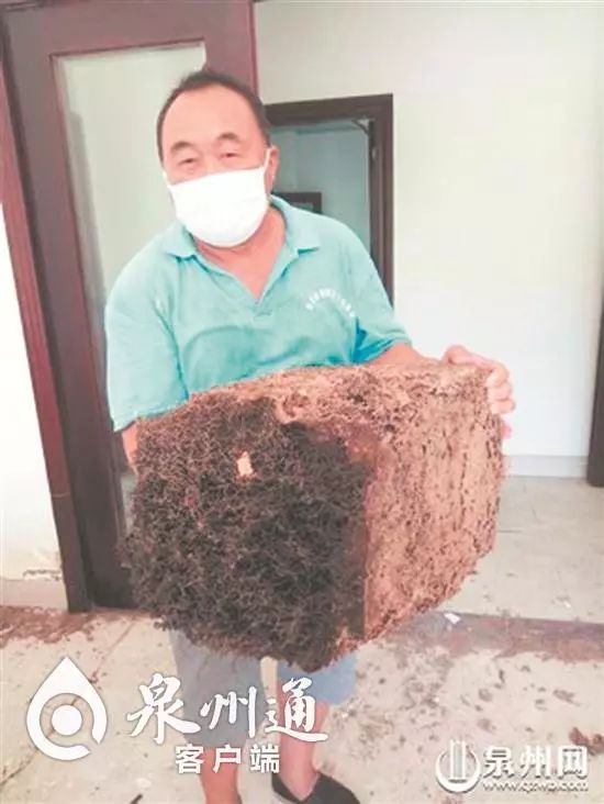 当心有毒虫,毒虫出没一晚上4人被咬紧急送医