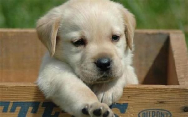 拉布拉多犬优缺点及适合人群,拉布拉多犬优点和缺点是什么