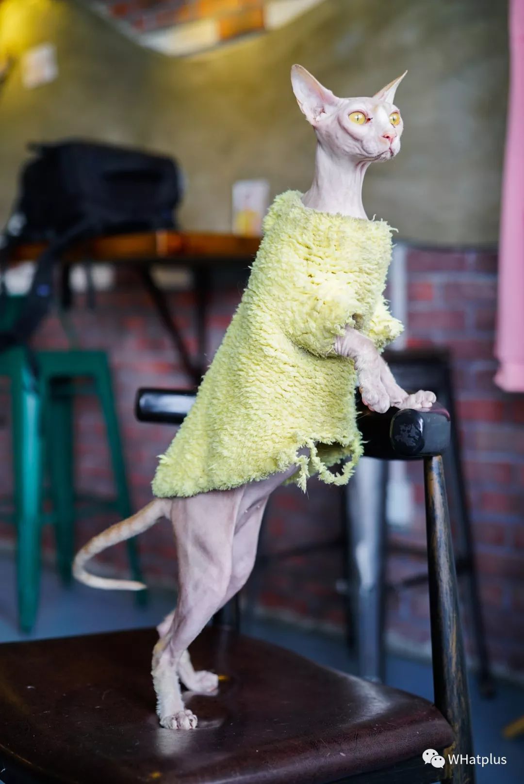 5家猫咖店200只猫，这对夫妻治愈无数武汉人