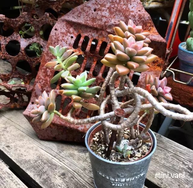 当破铜烂铁碰上多肉，这美度居然还能翻倍