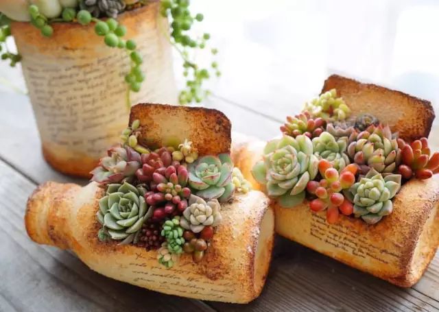 当破铜烂铁碰上多肉，这美度居然还能翻倍