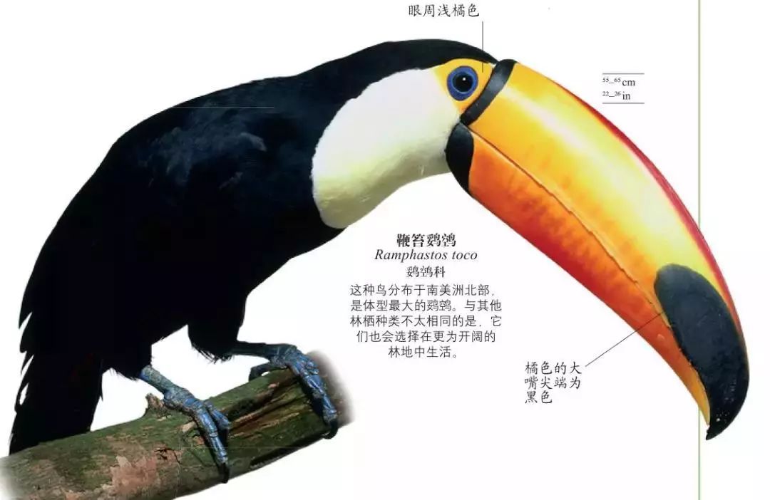 dk博物大百科有没有必要买,dk博物大百科火爆