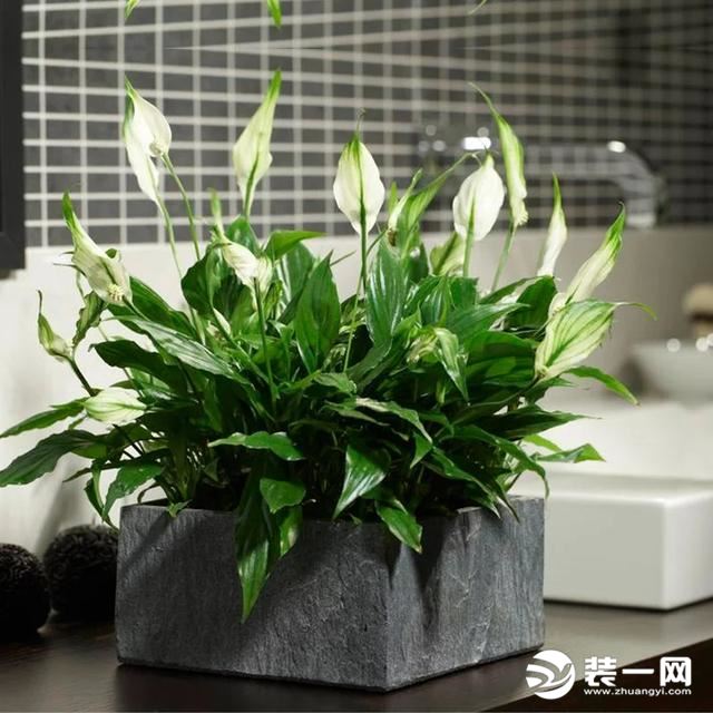 什么绿色植物稀释甲醛,什么绿色植物吸甲醛厉害