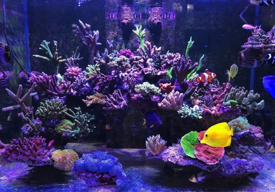 一周才打理一次的90骨缸，这状态我不信