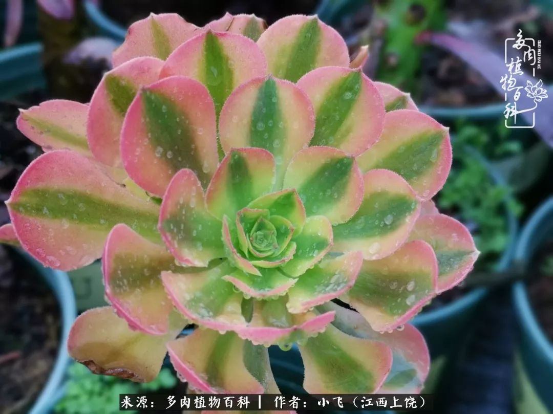 多肉法师品种科普之常见法师锦,法师多肉新品种锦光辉