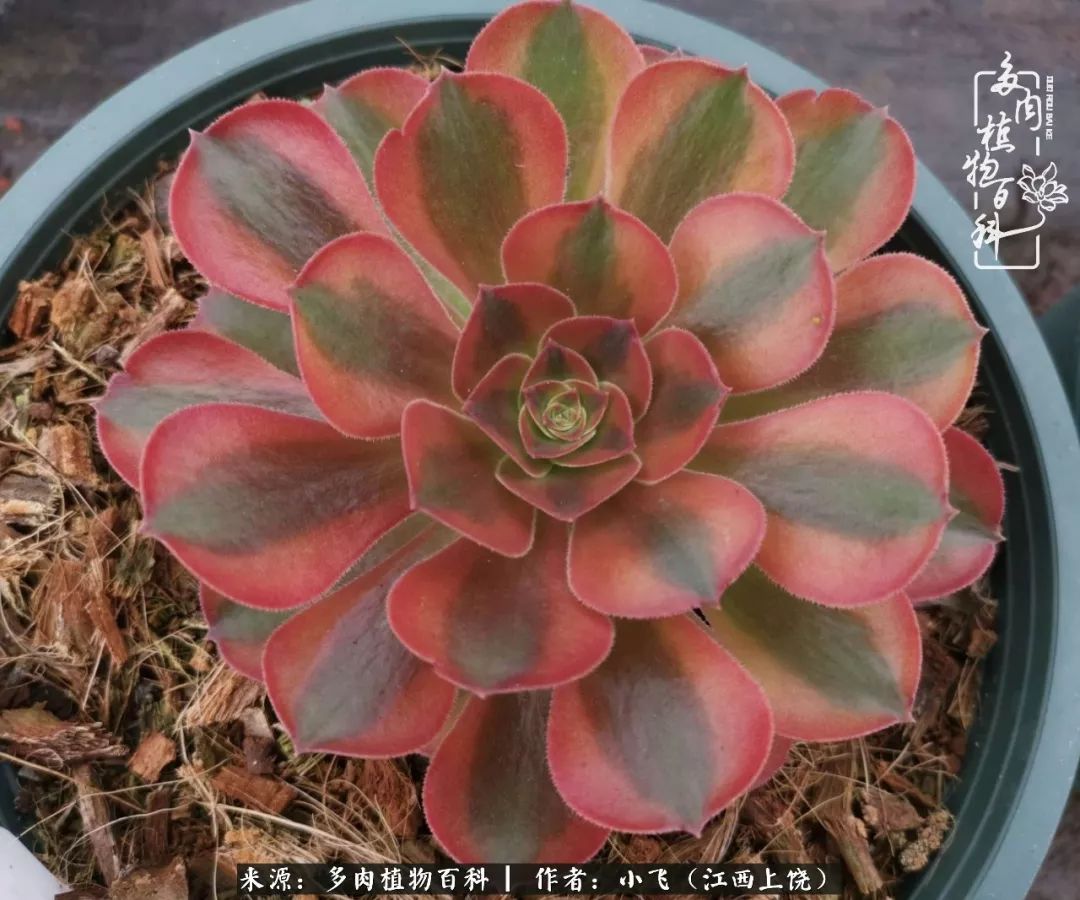 多肉法师品种科普之常见法师锦,法师多肉新品种锦光辉