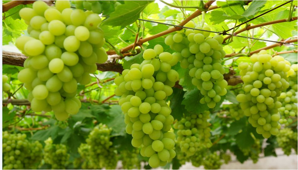 2022年有哪些新葡萄品种,2019葡萄新品种介绍