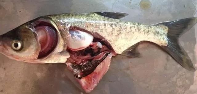 花白鲢鱼败血症怎么防治,花白鲢败血病用什么药