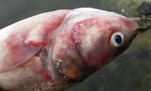 鲢鳙鱼出血病,花白鲢败血症