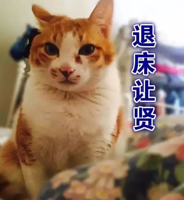 千万别养猫,来自万千网友的血泪控诉