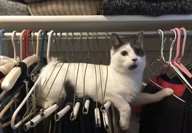 千万别养猫,来自万千网友的血泪控诉