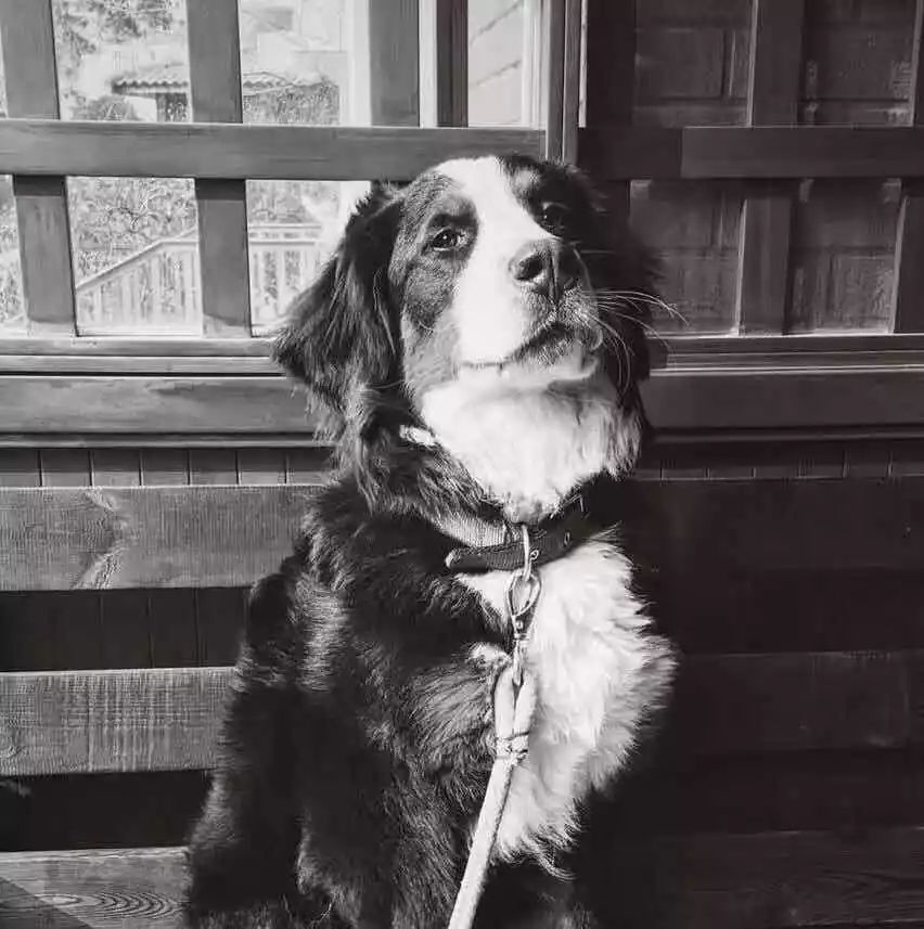 向大学蜂蜜研究所定制了一罐枇杷冬蜜，甜甜润润杏仁香