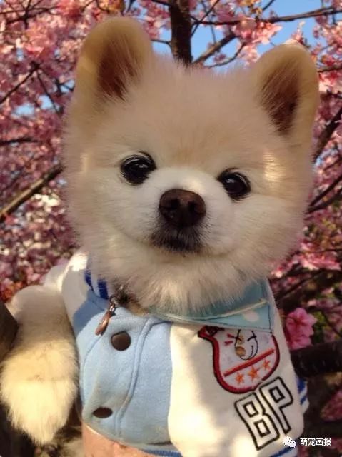 博美犬俊介君,日本博美犬俊介君