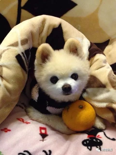 博美犬俊介君,日本博美犬俊介君