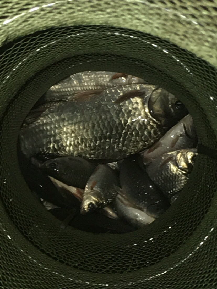 水库夜钓鲤鱼草鱼视频,水库夜钓大鲤鱼