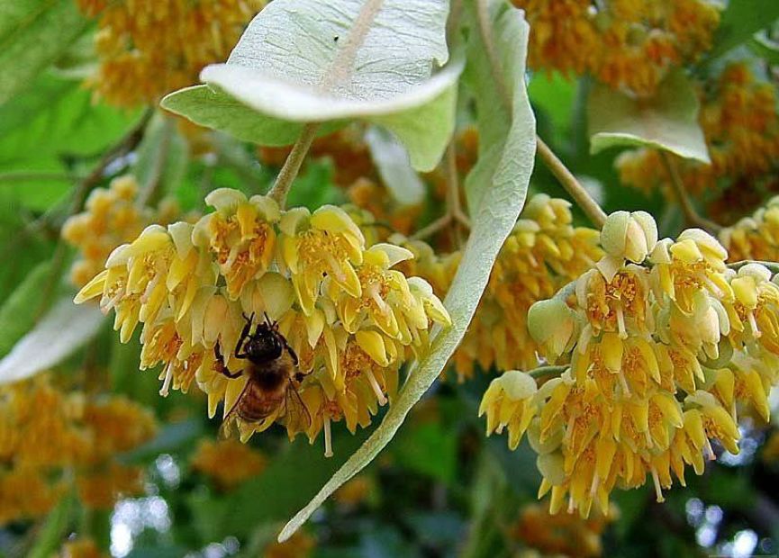 招蜂引蝶的小花园,最容易吸引蝴蝶的植物