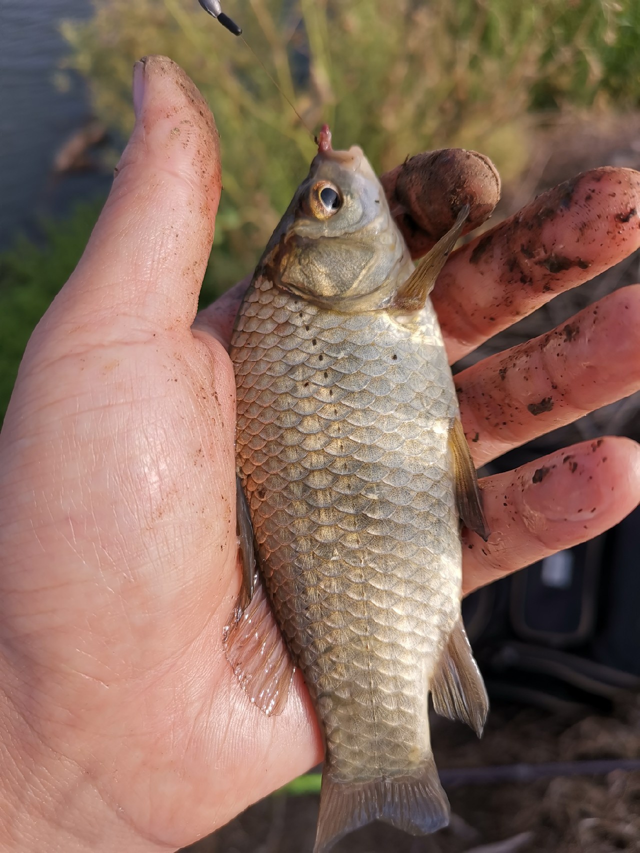 野河大板鲫钓着过瘾还好吃,野河大板鲫喜欢吃什么样的饵料