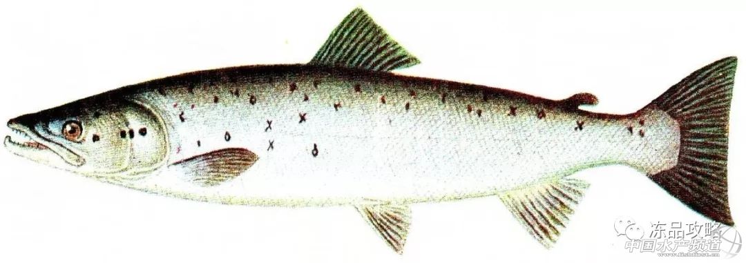 冰冻三文鱼的10种吃法,三文鱼如何挑选最好