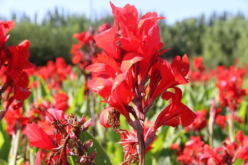 包头花海景点,包头花海美景