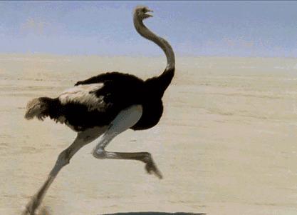 平湖免费景点推荐一下,平湖周边最近的动物园