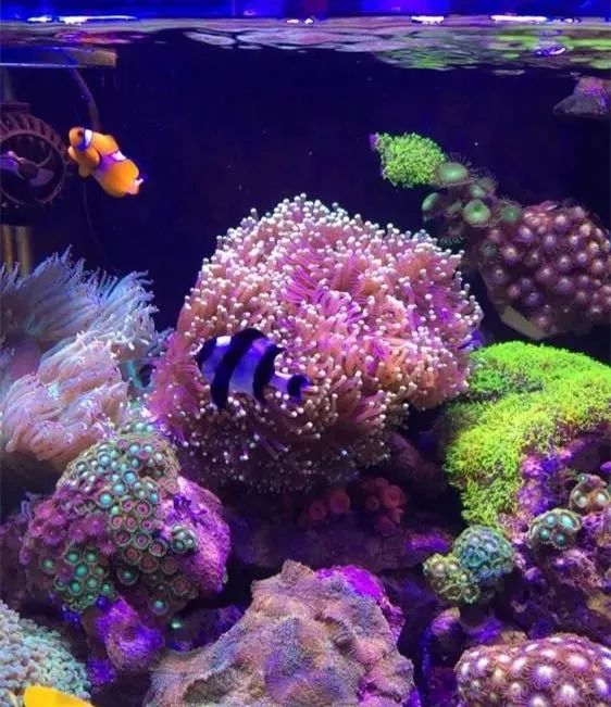 40方缸用背滤,小尺寸背滤