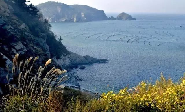 大连开海后的海鲜,开海了吃海鲜去哪个码头最便宜