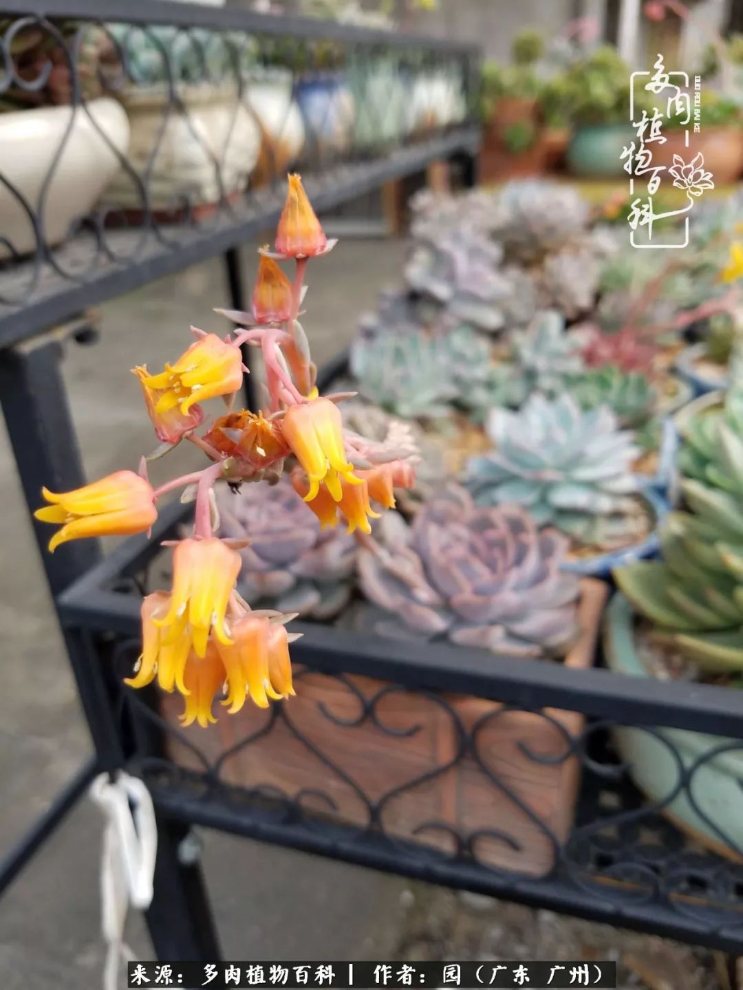 多肉粉色仙人球开花图片,开花最好看的多肉仙人球