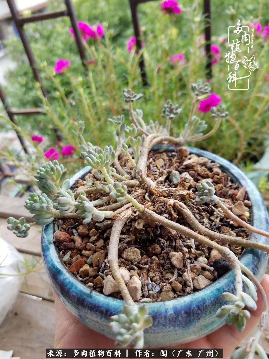 多肉粉色仙人球开花图片,开花最好看的多肉仙人球