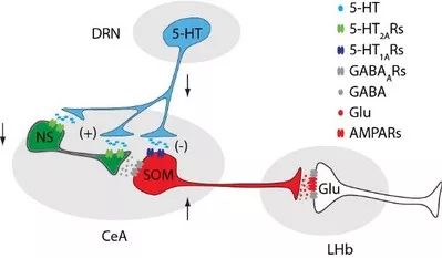 抑郁症研究获突破,中国科大攻关取得重要进展