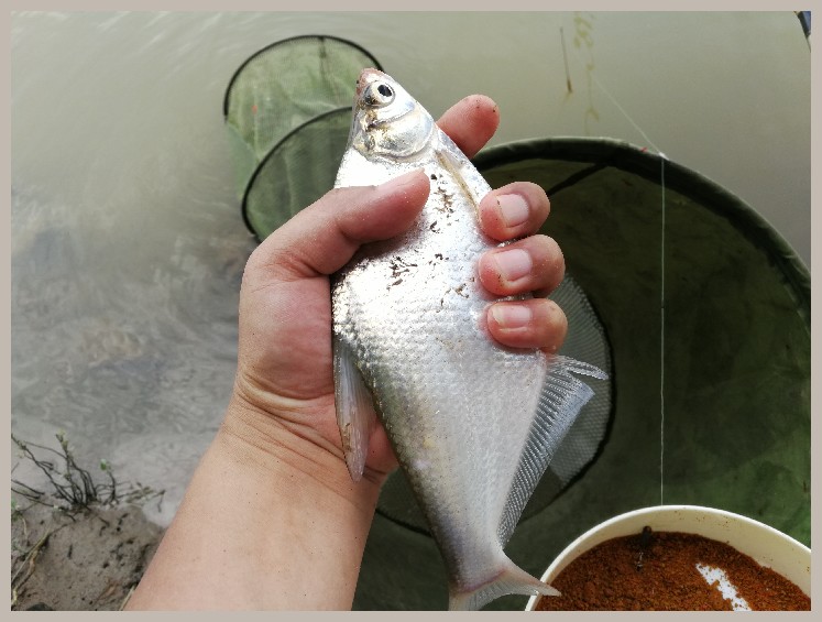 异地最后一次作钓，江鳊鱼获全部送邻居