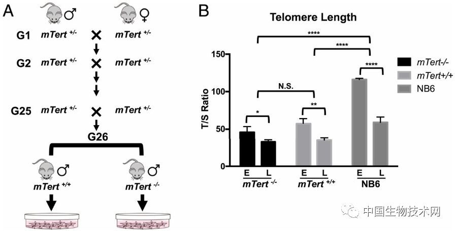 癌症端粒酶如何抑制,能提高癌细胞的端粒酶吗