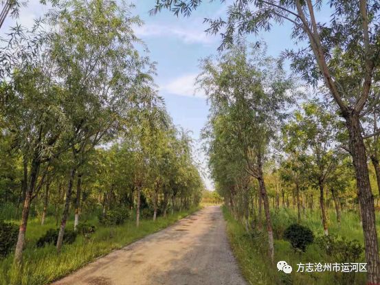 河北省沧州的造纸厂,沧州市造纸厂拆迁最新消息