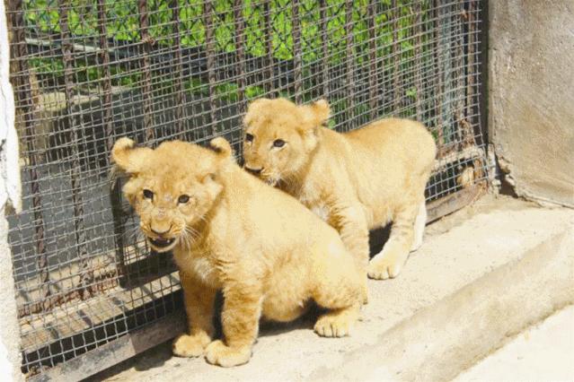 萌萌哒动物大联欢,萌萌哒海狮表演