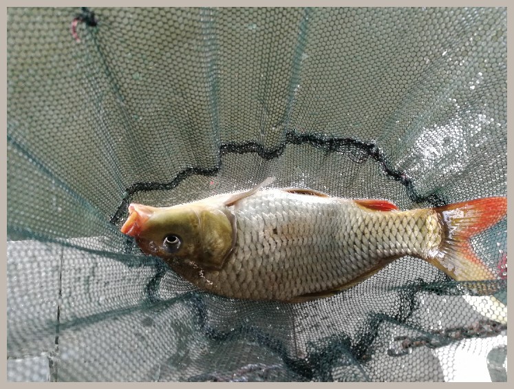 结伴同行首钓新城市高温也丰收