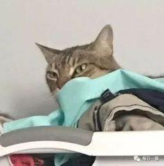 舶来品是真的吗,海外舶来品