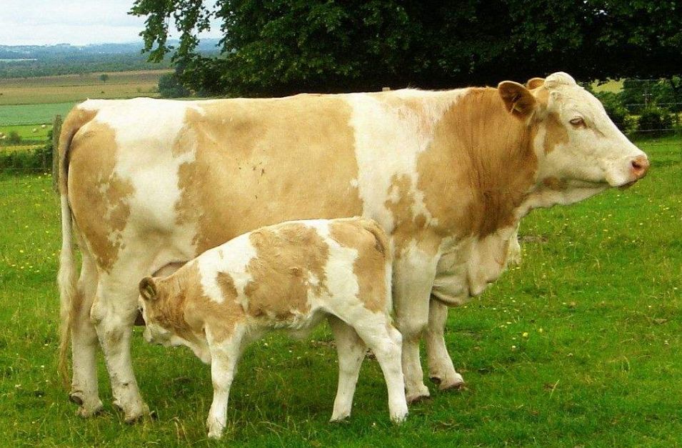 母牛下牛犊已经六个月了，但是还不发情，应该怎么治？