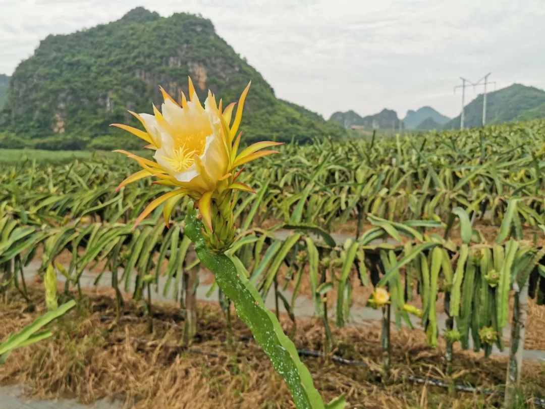 减肥届超热门必备轻食水果，高甜0酸还不发胖，一颗就饱腹