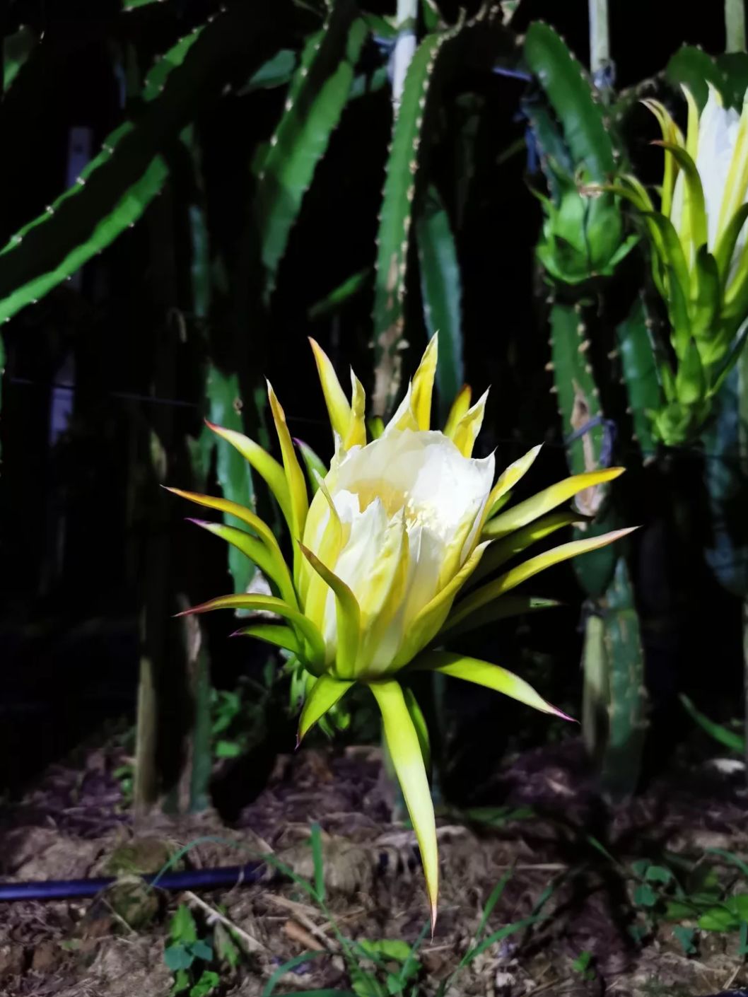 减肥届超热门必备轻食水果，高甜0酸还不发胖，一颗就饱腹