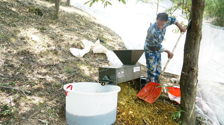 临安山核桃开杆,临安山核桃最新消息