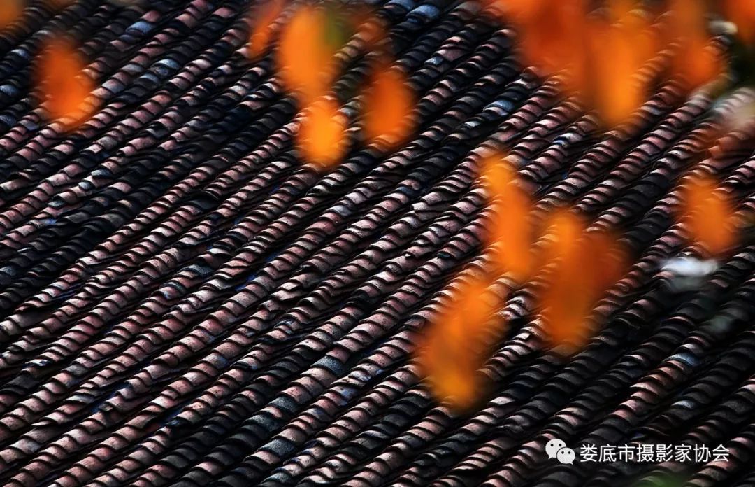 生态娄底美丽家园——【壮丽70年奋斗新时代】娄底首届风光摄影作品展览生态小品作品选登