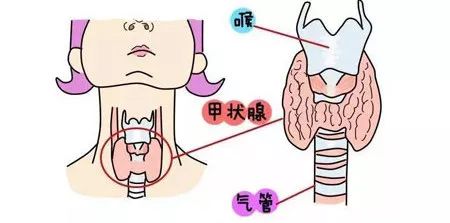 甲状腺功能五项正常说明什么,甲状腺结节检查甲状腺五项的意义