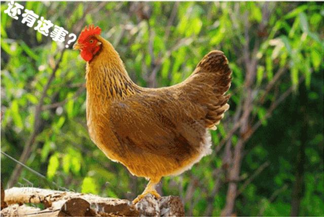 鸭蛋鸡蛋鹅蛋鹌鹑蛋哪个胆固醇高,鸡蛋鸭蛋鹅蛋鹌鹑蛋哪个更安全