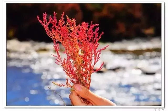 内蒙古的秋天有多美,内蒙古的秋天有多美啊