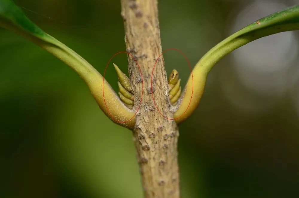 中秋佳节,聊一聊桂花的那些事儿~
