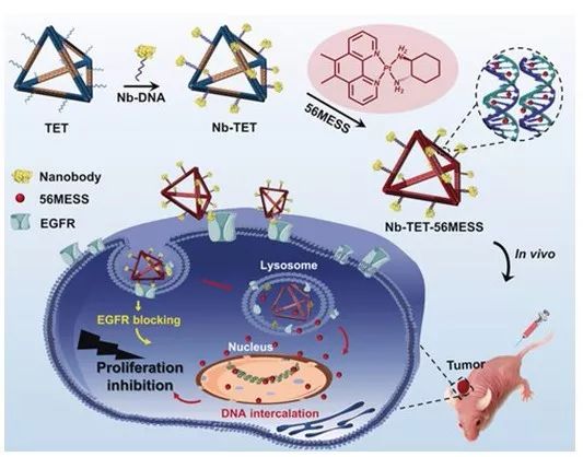 核酸纳米技术如何进行靶向治疗,纳米材料靶向肿瘤相关成纤维细胞