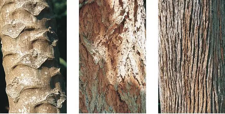 识别树木的最快方法,真假树木鉴别方法