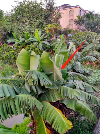 预防登革热时刻在行动,科普清理小积水防控登革热