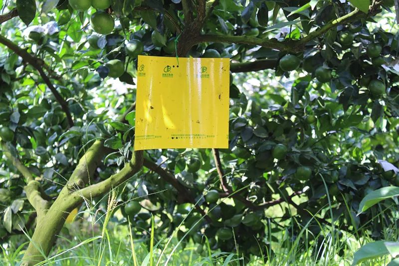 特早蜜桔前景,特早蜜桔一亩多少利润